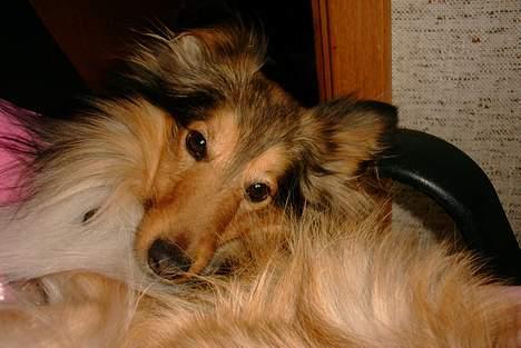 Shetland sheepdog Hero billede 16