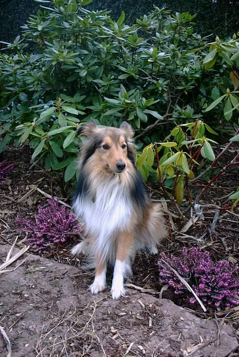 Shetland sheepdog Hero billede 17