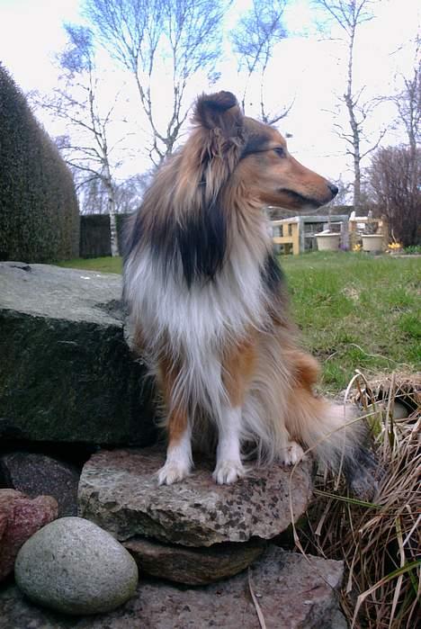 Shetland sheepdog Hero billede 18