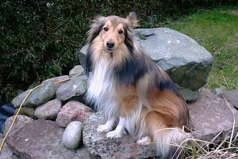 Shetland sheepdog Hero billede 19