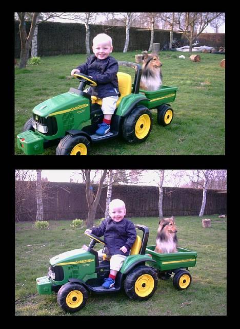 Shetland sheepdog Hero billede 20