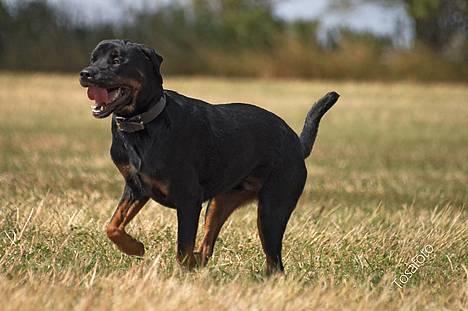 Rottweiler Tiny *18-12* - *Nyt* Tosafoto  billede 9