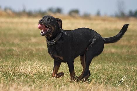 Rottweiler Tiny *18-12* - *Nyt* Tosafoto  billede 10