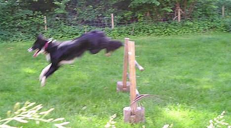 Border collie Eisse's Bold Blackie billede 11