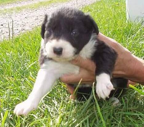 Border collie Eisse's Bold Blackie - Sally som hvalp.. billede 12
