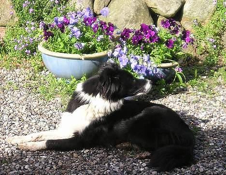 Border collie Eisse's Bold Blackie - Uhm.. der dufter godt derhenne.. billede 13