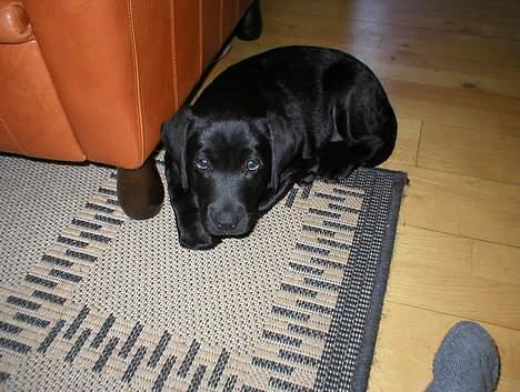 Labrador retriever Nanna billede 11