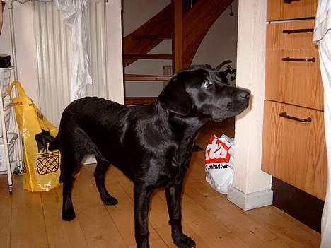 Labrador retriever Nanna billede 12