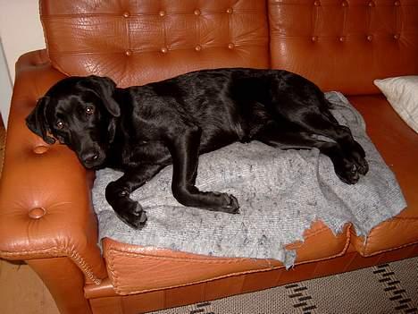 Labrador retriever Nanna billede 13