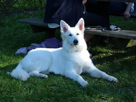 Hvid schæfer *Kayla May* billede 1