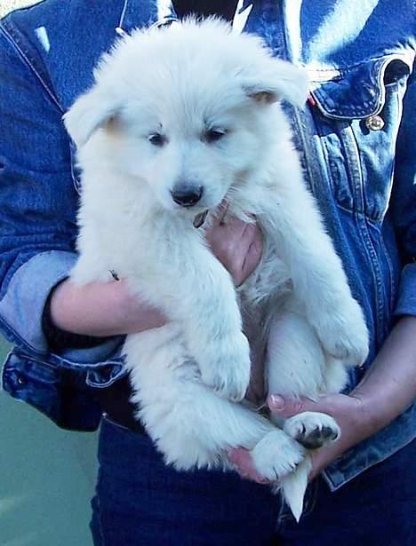 Hvid schæfer *Kayla May* billede 2