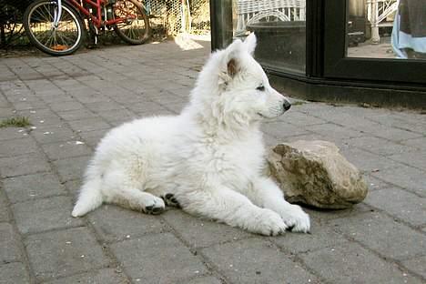 Hvid schæfer *Kayla May* billede 3