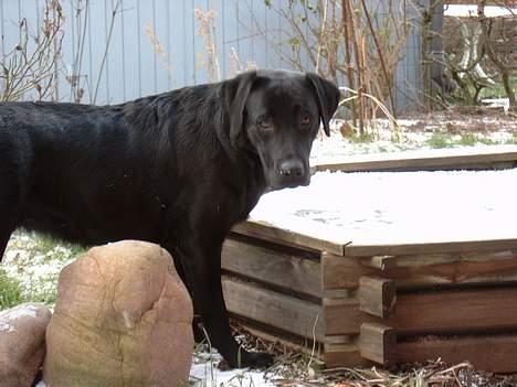 Labrador retriever Nanna billede 14