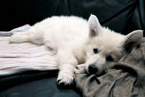 Hvid schæfer *Kayla May* - Bli´r altså nødt til liiige at nappe et hvil.... billede 5