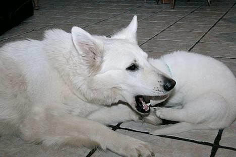 Hvid schæfer *Kayla May* - Aiiii...tror ikke hele dit hoved kan være der... (NY) billede 6