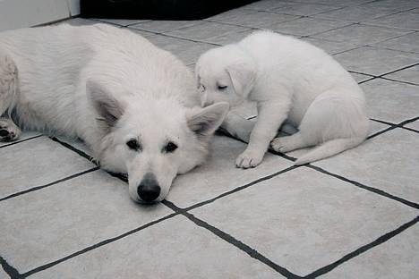 Hvid schæfer *Kayla May* - Hemligheder.... (NY) billede 7