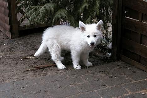 Hvid schæfer *Kayla May* - Ulden??? Hveeem??? billede 8