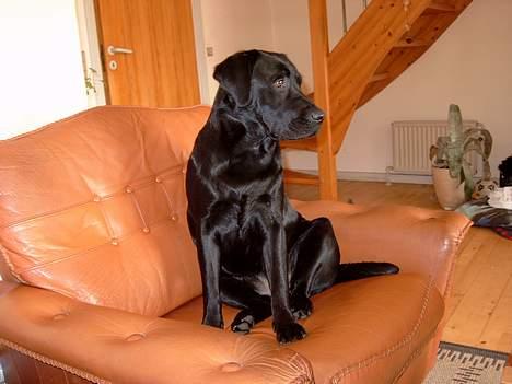 Labrador retriever Nanna billede 15