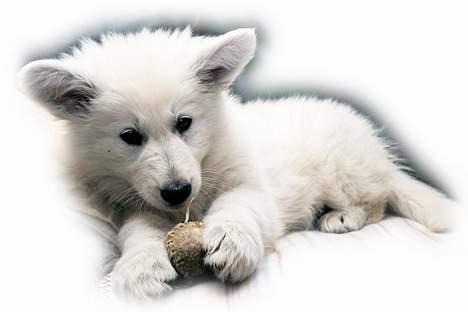 Hvid schæfer *Kayla May* - uuuhmmm....læker, lækker tyggebold... billede 9