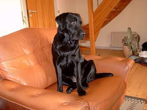 Labrador retriever Nanna billede 16
