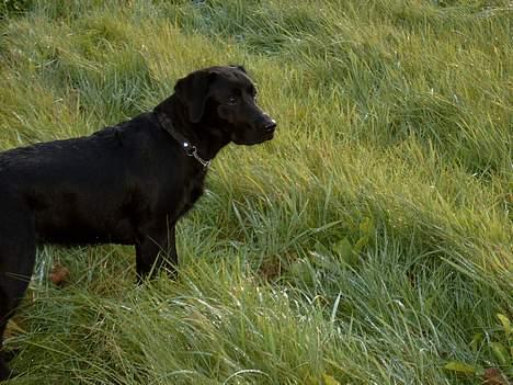 Labrador retriever Nanna billede 17