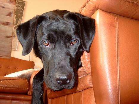 Labrador retriever Nanna - 6-3-05 hvorfor kravler du rundt dernede billede 18