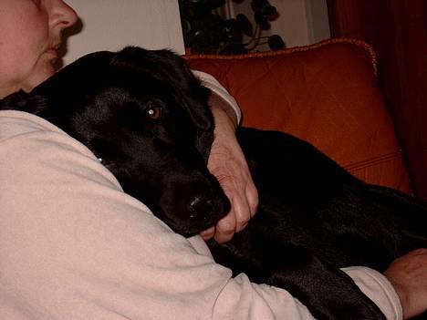 Labrador retriever Nanna - d 10-10-05 Jeg elsker min Moar billede 19