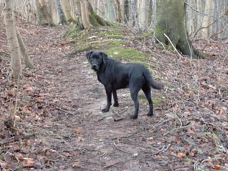Labrador retriever Nanna billede 20
