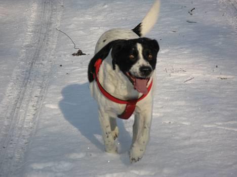 Blanding af racer Buster* R.I.P* - vinter  billede 1