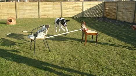 Blanding af racer Buster* R.I.P* - Buster elsker at springe billede 2