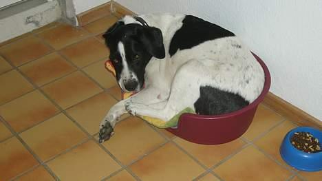 Blanding af racer Buster* R.I.P* - Buster ligger i en lidt for lille kurv :-) billede 3