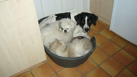 Blanding af racer Buster* R.I.P* - her er buster med hans to små venner Tayson og Nala billede 4