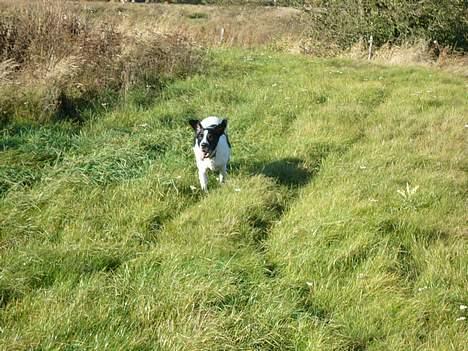 Blanding af racer Buster* R.I.P* - Buster elsker at løbe efter katte og andre små dyr billede 5