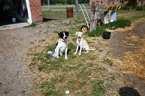 Blanding af racer Buster* R.I.P* - Her er buster på en varm sommer dag billede 7