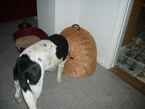 Blanding af racer Buster* R.I.P* - Buster med hovdet i en kurv billede 8