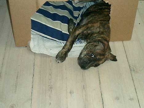 Staffordshire bull terrier ( Engelsk) Murphy - Hans første hus, som åbenbart ikke levede helt op til kravene. Siderne blev spist og han fik panorama-udsigt billede 3