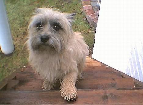 Cairn terrier Bølle billede 11