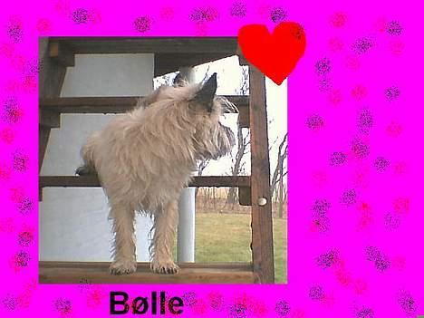 Cairn terrier Bølle billede 12