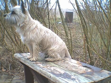 Cairn terrier Bølle billede 13