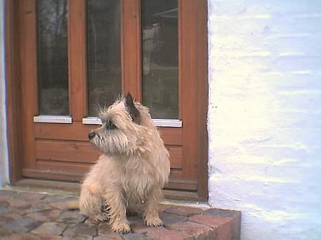 Cairn terrier Bølle billede 14