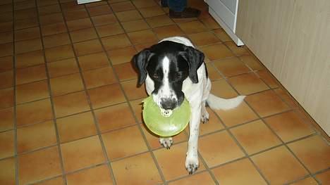 Blanding af racer Buster* R.I.P* - Buster med hans legetøj billede 9