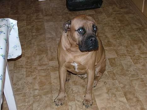 Bullmastiff tyson (død) - er jeg ikk bare sød??? billede 1