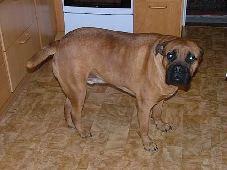 Bullmastiff tyson (død) - smillll...:) billede 2