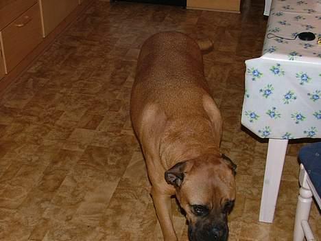 Bullmastiff tyson (død) - ingen mad øvv.. går bare ind og sover så.. billede 3