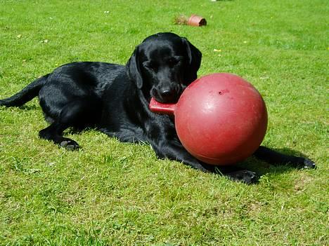 Labrador retriever Beryl´s Christian - Jeg er ALTID frrisk ! he he billede 11