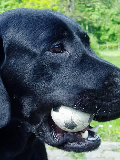 Labrador retriever Beryl´s Christian - Kom nu giv mig nu den bold ! billede 12