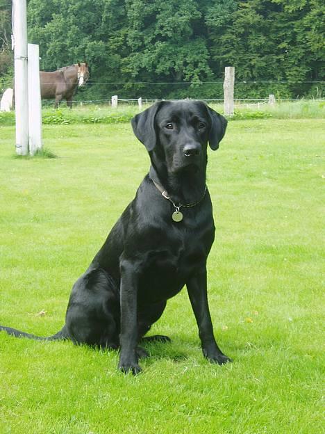 Labrador retriever Beryl´s Christian billede 15