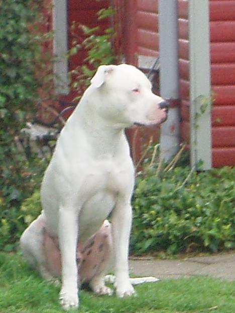 Amerikansk bulldog Skipper R.I.P - .. billede 13