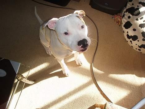 Amerikansk bulldog Skipper R.I.P - Sidder jeg ikke pænt .......? billede 14