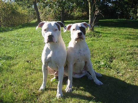 Amerikansk bulldog Skipper R.I.P - Stort smil til dig fra skip billede 15